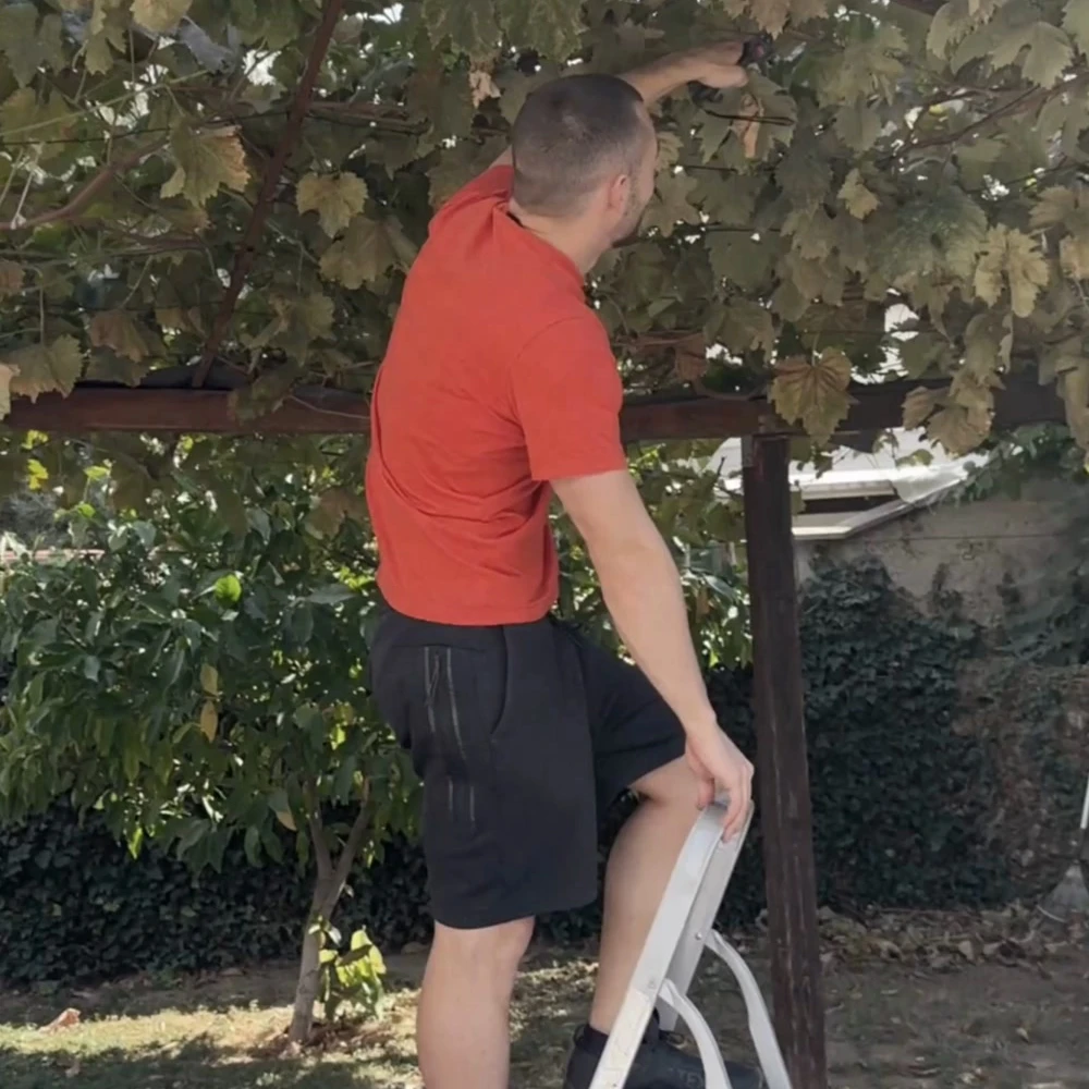 Vyras stovi ant nedidelių kopėčių ir rankomis geni vijoklius ant pavėsinės, iškėlęs ranką virš galvos tarp lapų